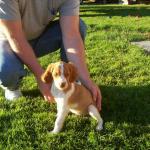 Orange & White Female