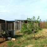 Trees planted for shade