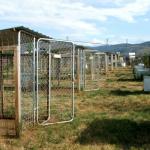 Kennel looking North