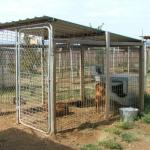 Individual run with water bucket on outside of kennel
(This kennel has 2 dogs in it because the owner requested these dogs to be put together.)