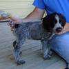 Liver male @ 8 weeks old sold