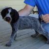 Liver male @8 weeks old sold