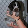 Liver male @ 5 weeks old sold 
