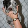 Liver female sold