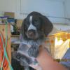 Female  Hawaiian collar
Craig picked this one her name is Annie