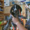 Male brown check collar
SOLD is going to live with his Daddy Moose
