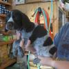 Male blue collar
Available